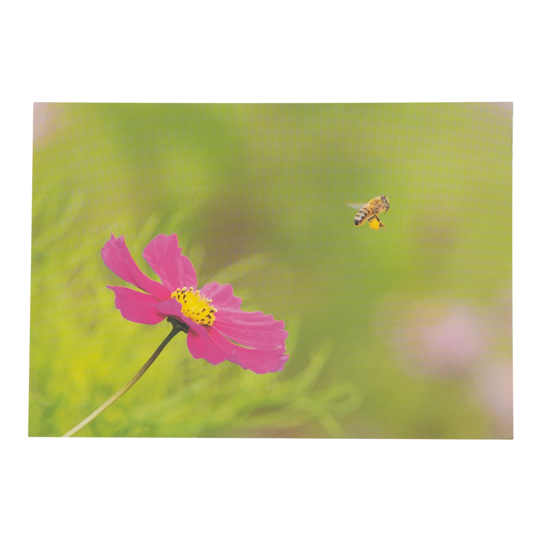 Postkarte "Biene mit Blüte Kosmeen" 0408