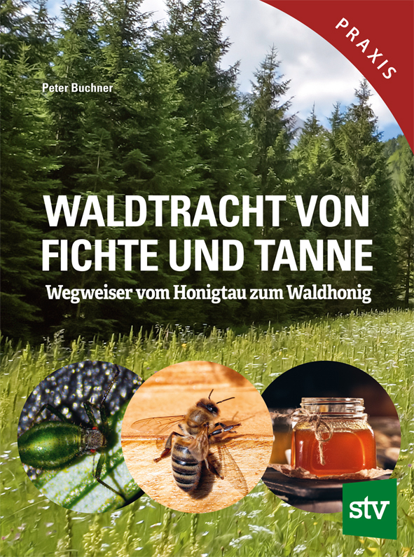 Waldtracht von Fichte und Tanne - Wegweiser vom Honigtau zum Waldhonig, P. Buchner, Leopold Stocker Verlag