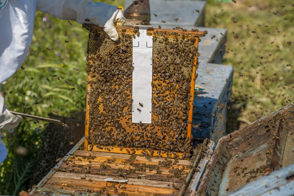 CALISTRIPS BIOX Oxalsäurestreifen, 10 Streifen je Packung